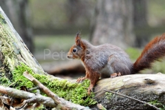 formby 030