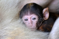 monkey forest 107