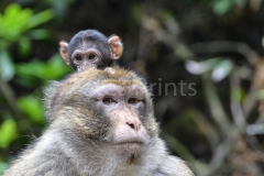 monkey forest 133