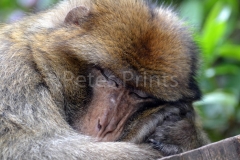 monkey forest 148