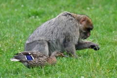monkey forest 155