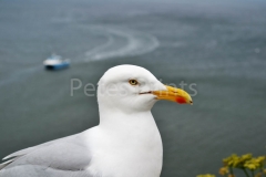 photo's 194