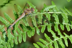 squirral + 068
