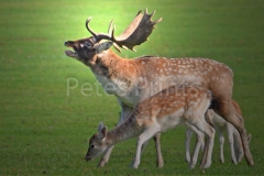 tatton park 12.10.2014 322