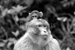 monkey forest 133