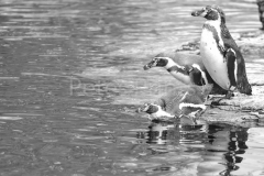 chester zoo 20.05.2012 135
