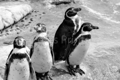 chester zoo