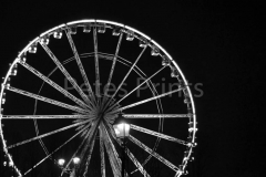 chester,xmas2010 new yr 012