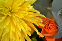 DSC_0012 (2)