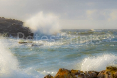 DSC_0545 (1)