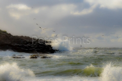 DSC_0594 (1)